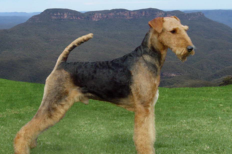 Airedale Terrier Cost Australia