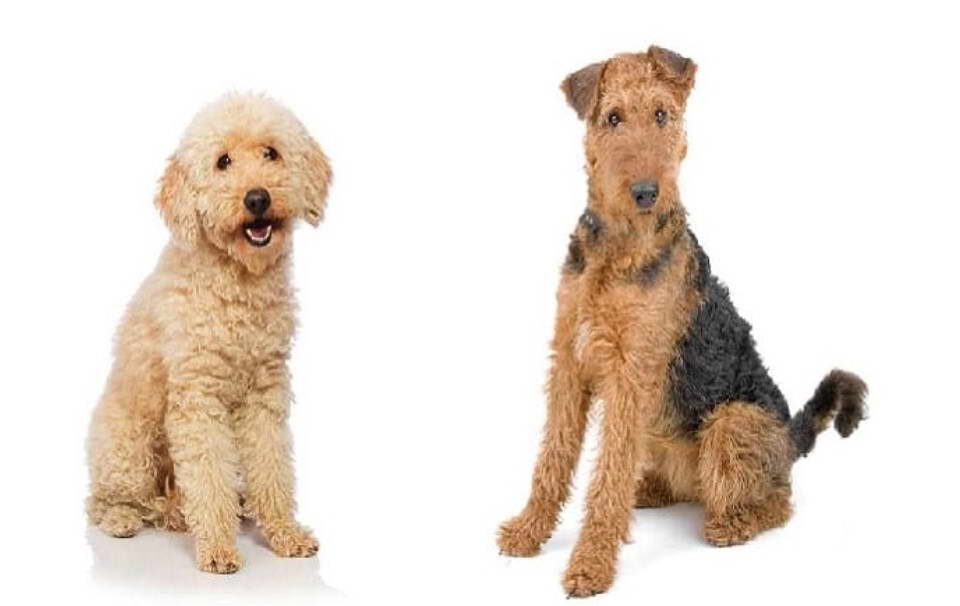 Airedale Terrier Cross Jack Russell