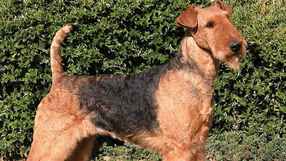 Airedale Terrier For Sale Arkansas