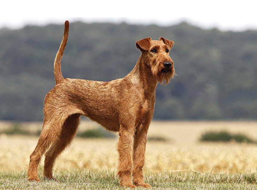 Airedale Terrier For Sale Ireland