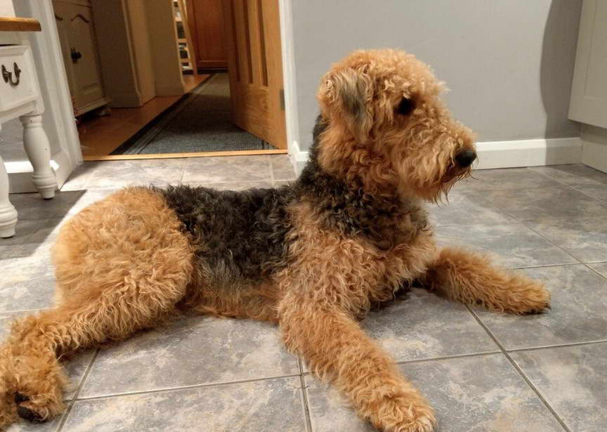 Airedale Terrier For Sale Uk