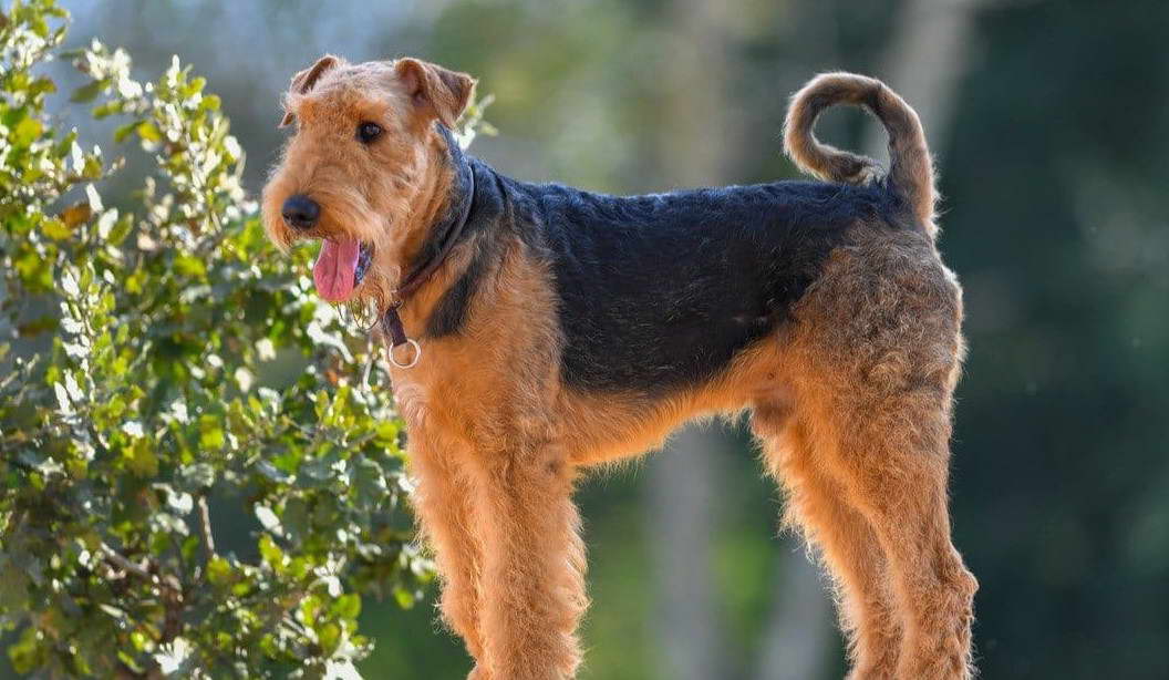 Airedale Terrier Male Vs Female