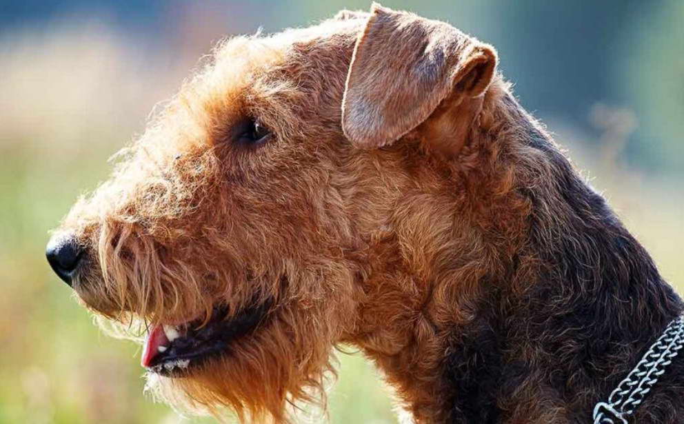 Airedale Terrier Merchandise