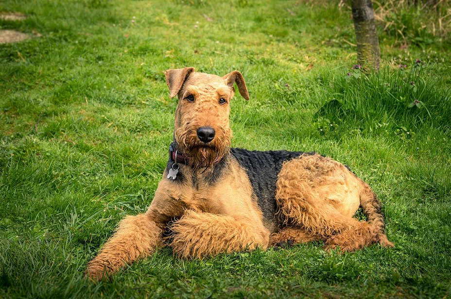 Airedale Terrier Names Female