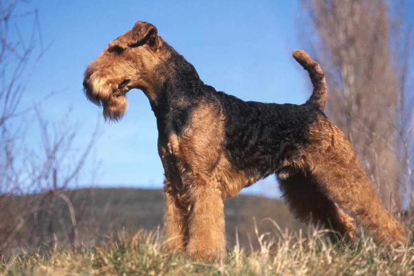 Airedale Terrier Puppies For Sale Az