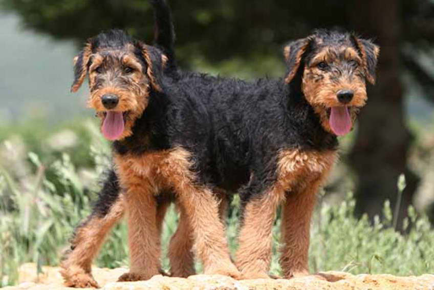 Airedale Terrier Puppies Utah