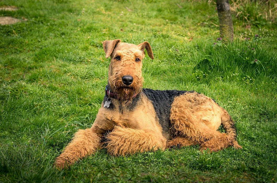 Airedale Terrier Rescue South Africa