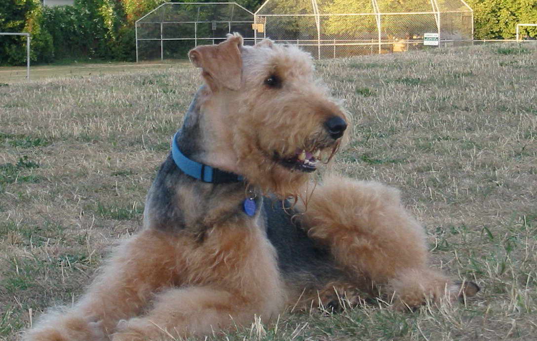 Airedale Terrier Training