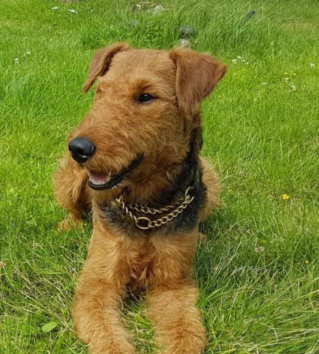 Airedale Terrier Von Der Laubenhaid