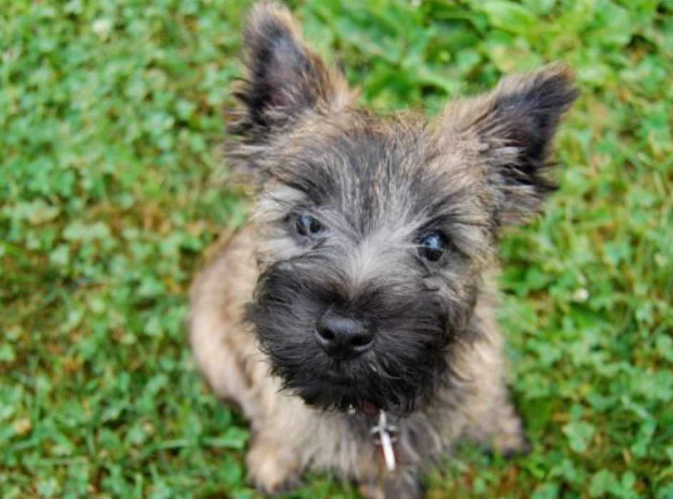 Akc Cairn Terrier Puppies