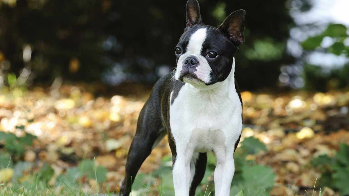 Akc Champion Boston Terrier