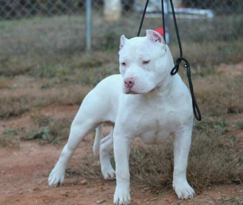 All White Pitbull Terrier