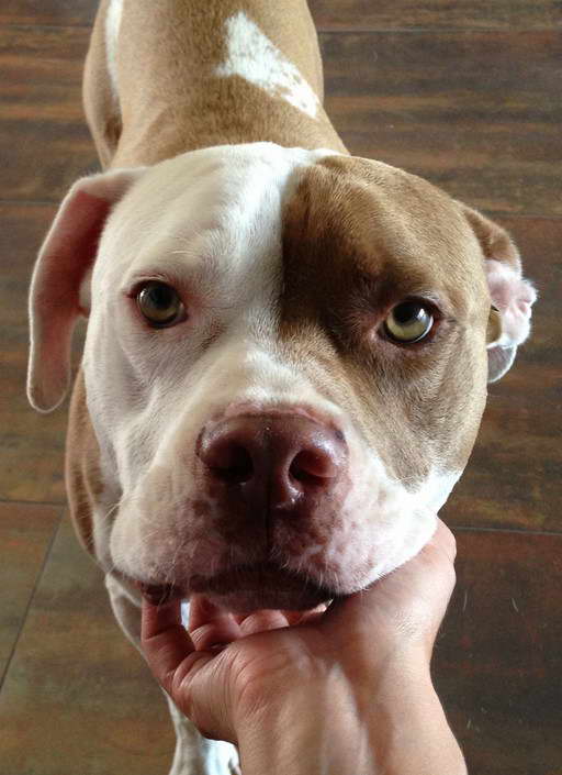 American Bulldog Pitbull Terrier Mix