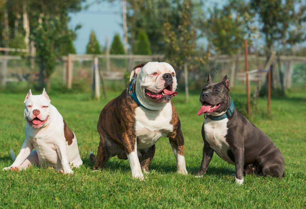 American Bulldog Vs American Pitbull Terrier