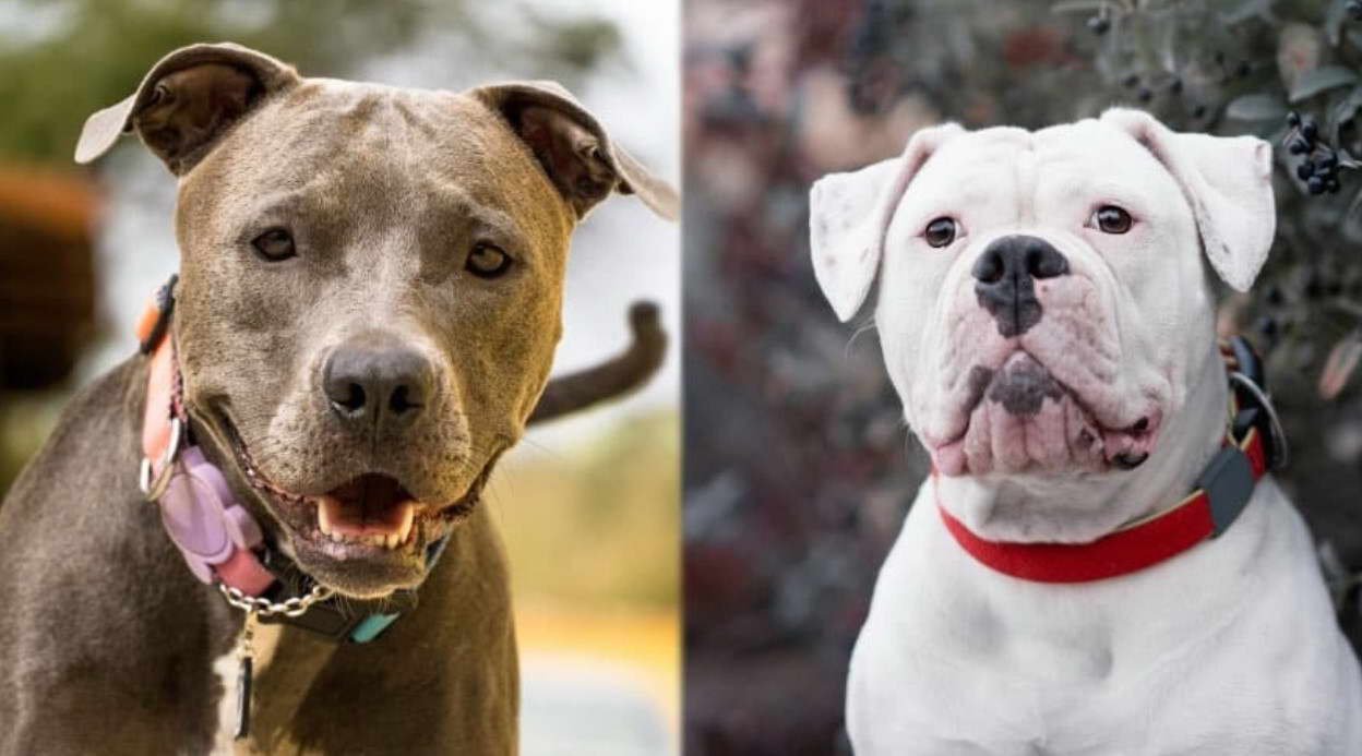 American Bulldog Vs Staffordshire Terrier