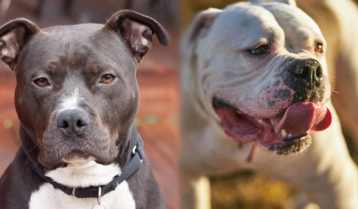 American Bully Mix With American Pitbull Terrier