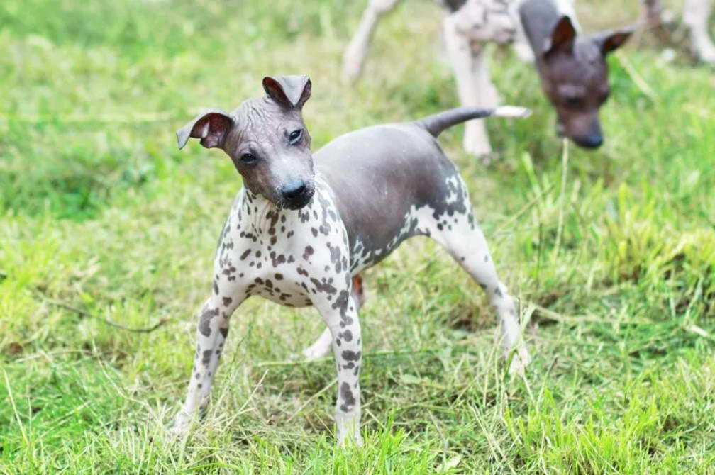 American Hairless Terrier Breeders Uk