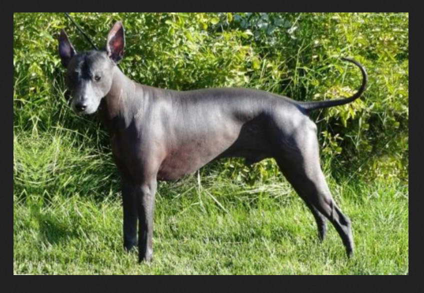 American Hairless Terrier Price Philippines