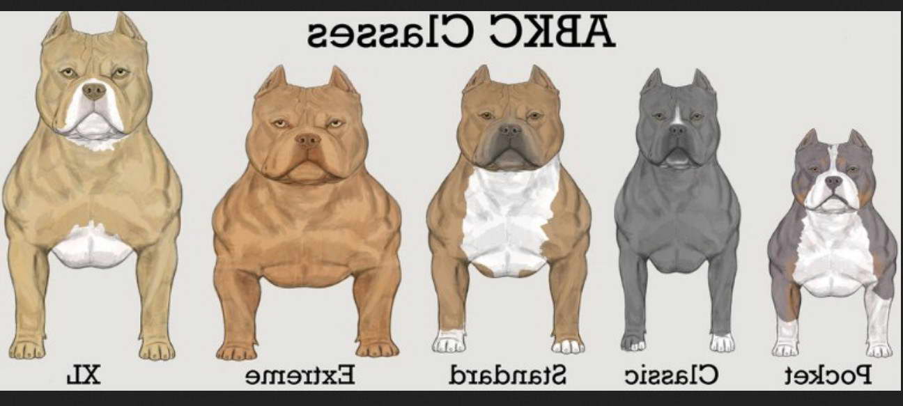 American Pitbull Terrier Color Chart