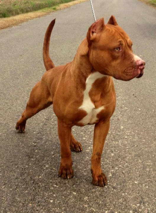 American Pitbull Terrier Marron