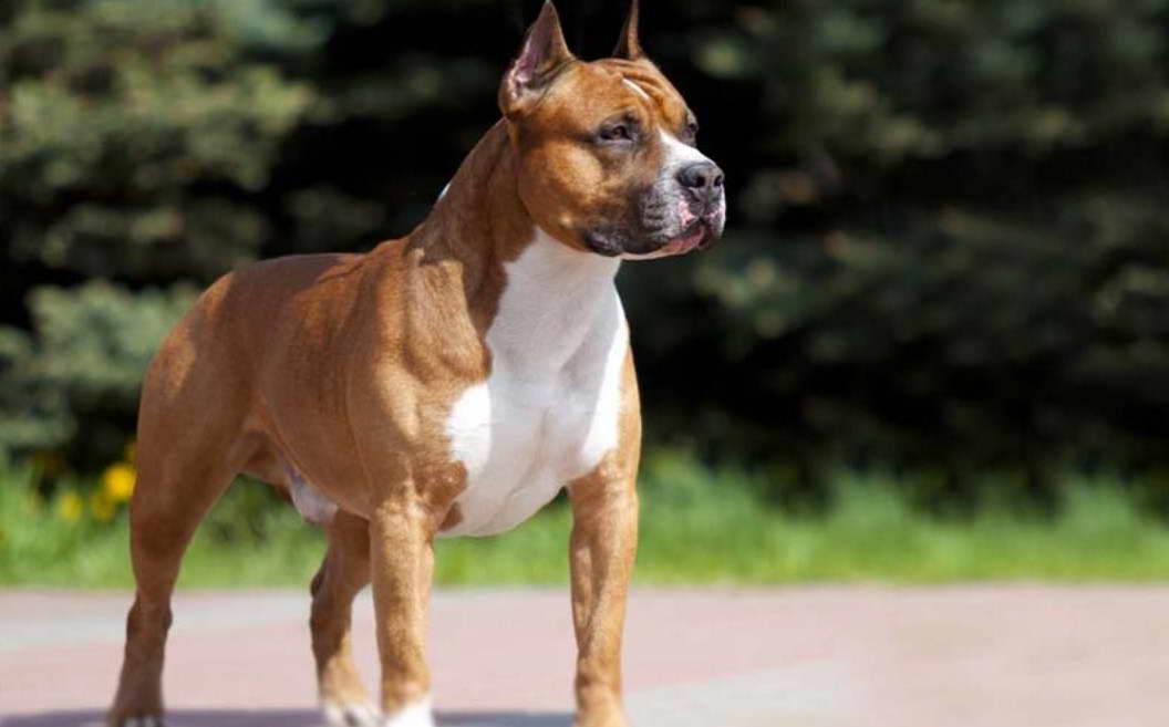 American Staffordshire Bull Terrier Price