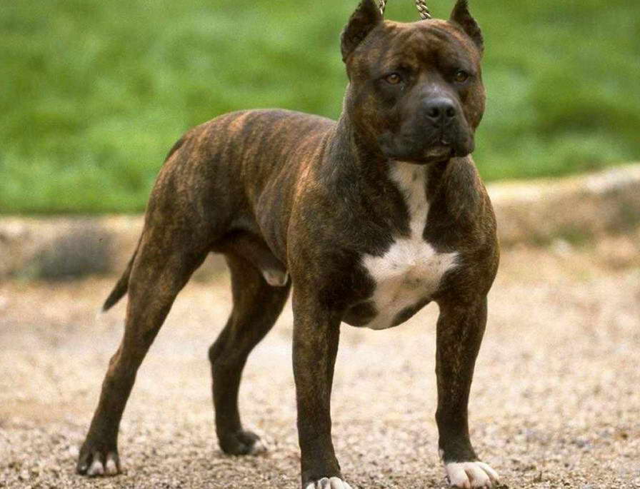 American Staffordshire Terrier Breeders In Maryland