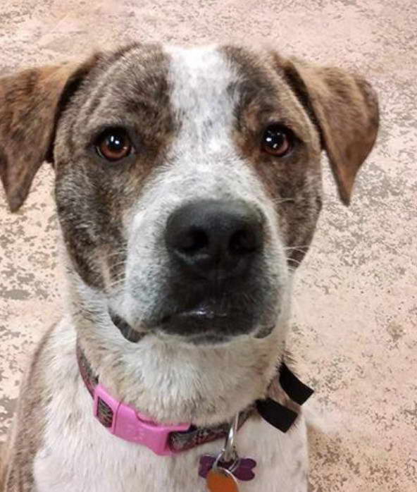 American Staffordshire Terrier Catahoula Mix