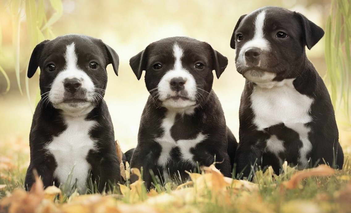 American Staffordshire Terrier For Sale In Alabama