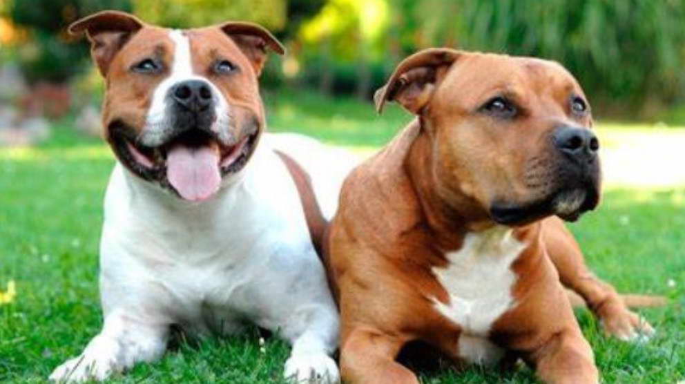 American Staffordshire Terrier Oregon