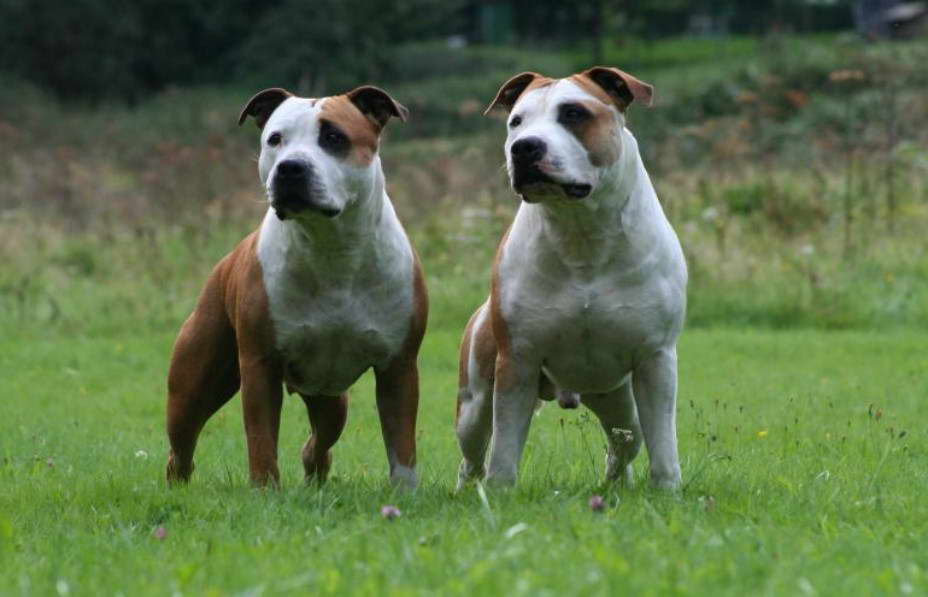 American Staffordshire Terrier Zchter