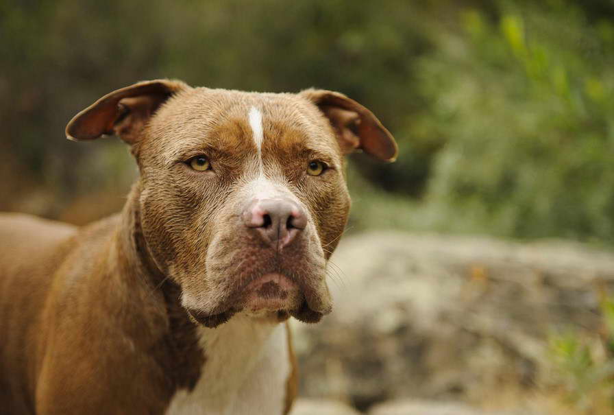 Amerykaski Pit Bull Terrier