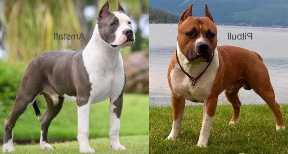 Amstaff Vs Bull Terrier