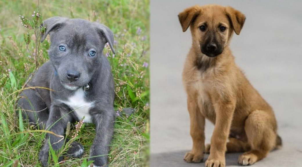 Anatolian Shepherd Terrier Mix