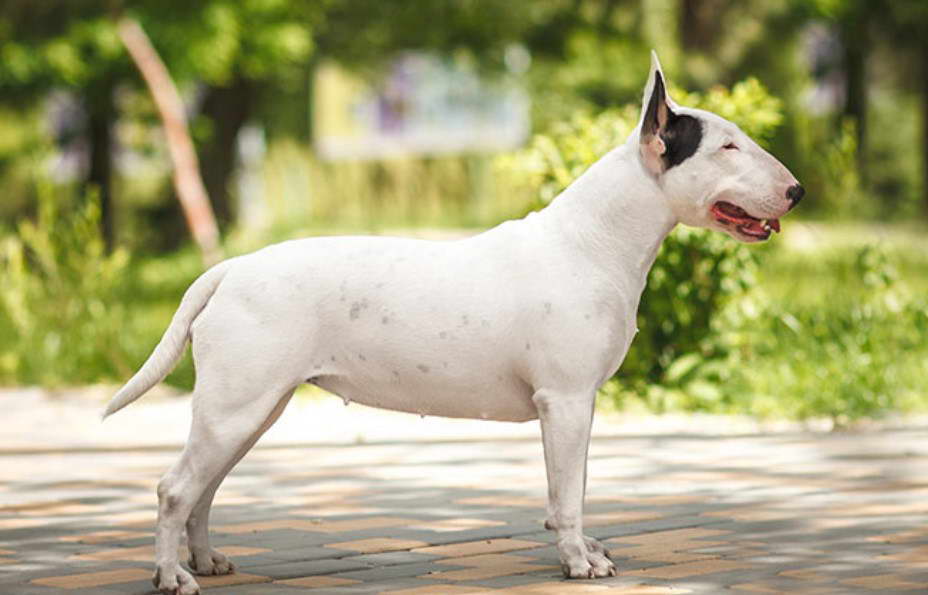 Australian Bull Terrier