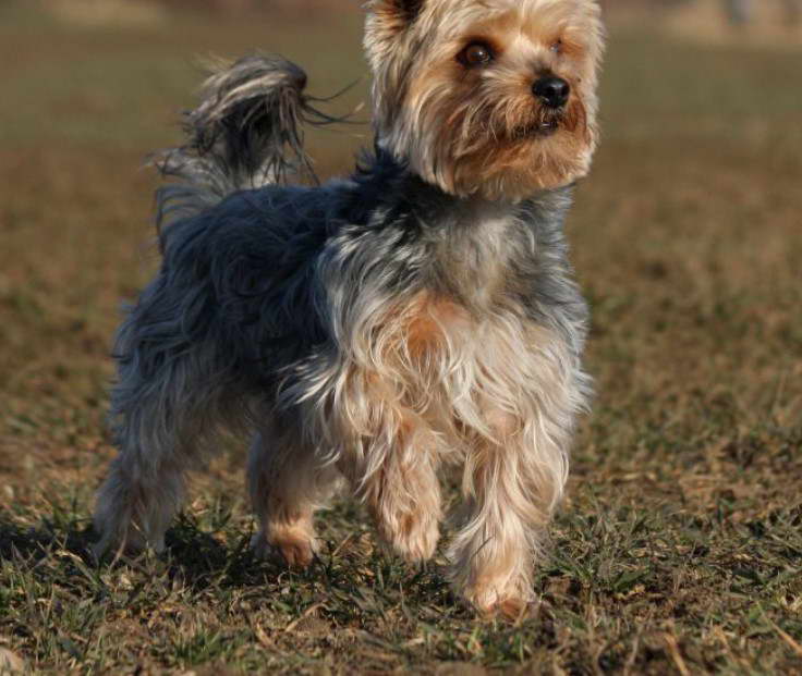 Australian Silky Terrier Breeders Victoria