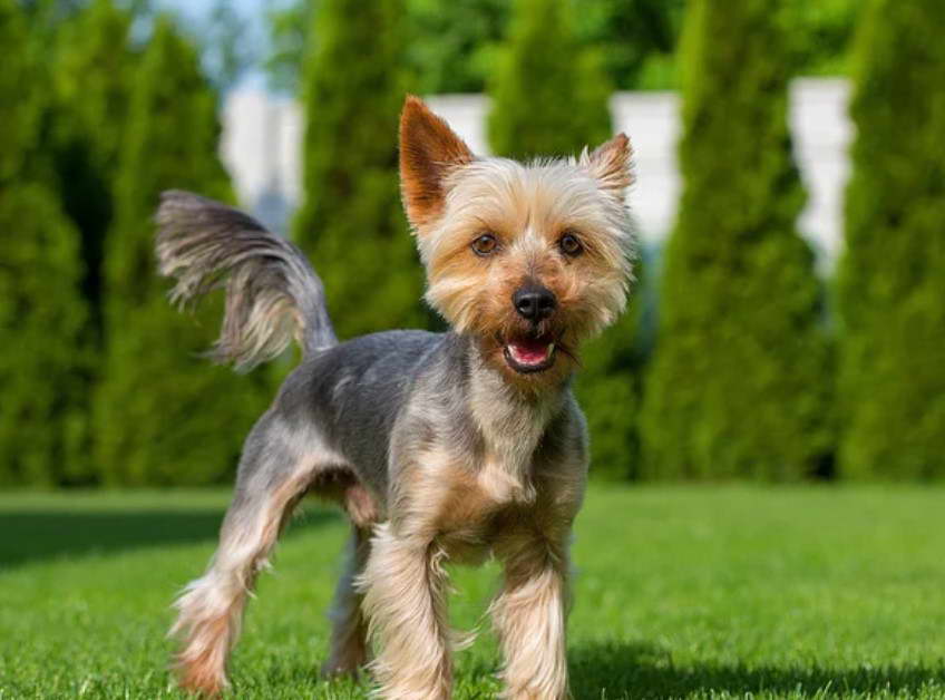 Australian Silky Terrier For Sale Victoria