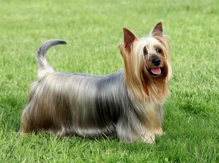 Australian Silky Terrier Mix