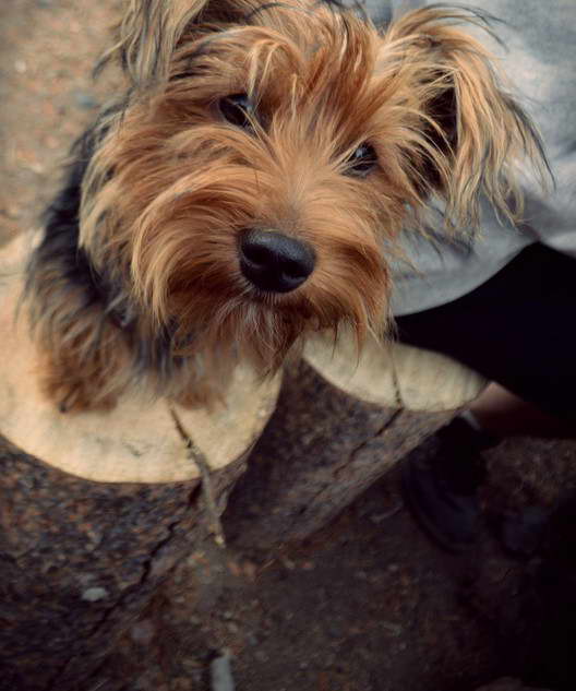 Australian Terrier And Yorkie Mix