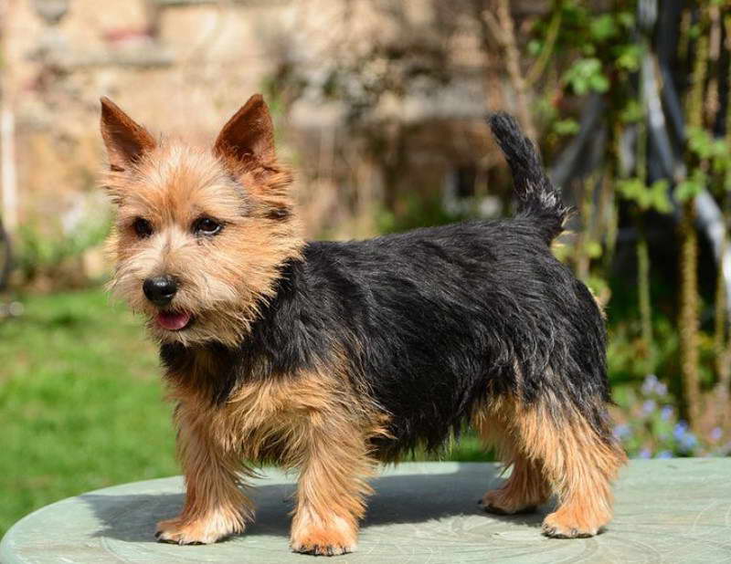 Australian Terrier Dogs For Sale