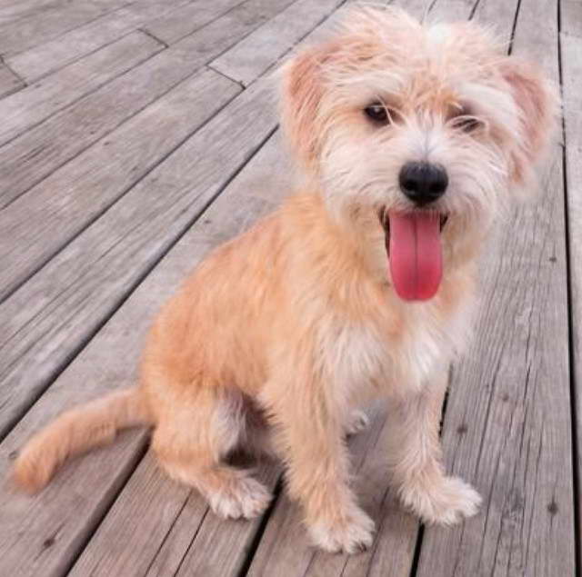 Australian Terrier Maltese Mix