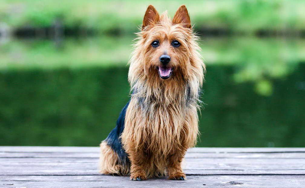 Australian Terrier Photos