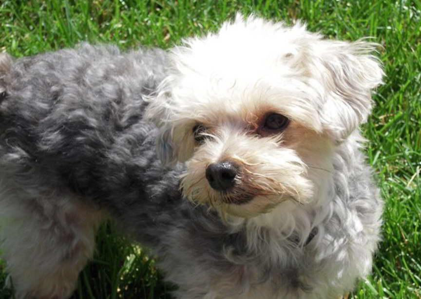 Australian Terrier Poodle