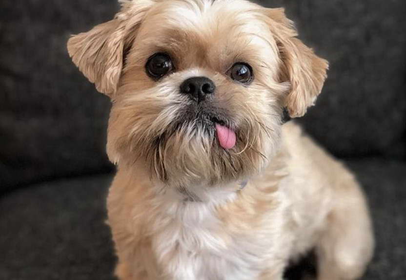 Australian Terrier Shih Tzu Mix