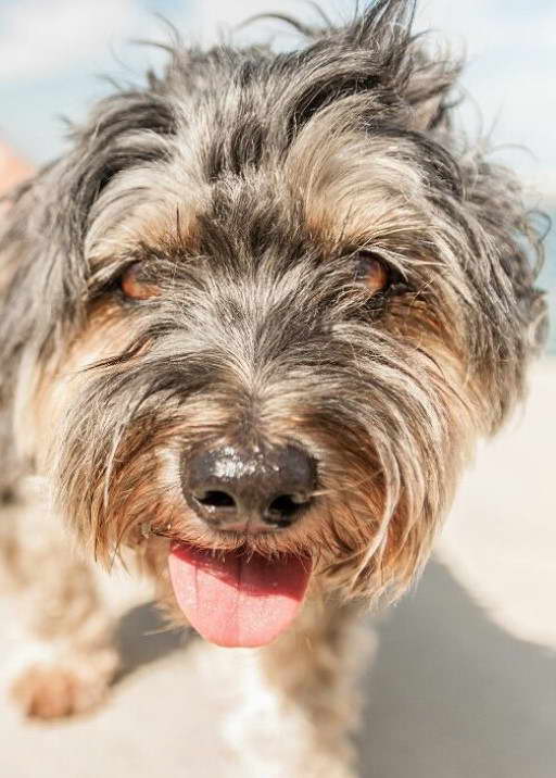 Australian Terrier X Maltese