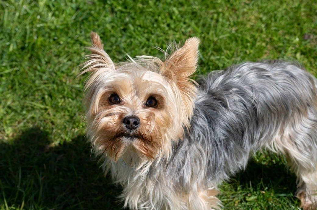 Average Age For A Yorkshire Terrier