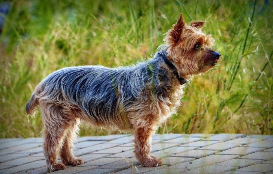 Average Cost Of A Yorkshire Terrier