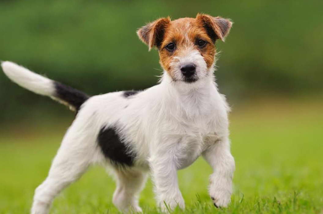 Average Lifespan Of A Jack Russell Terrier Mix