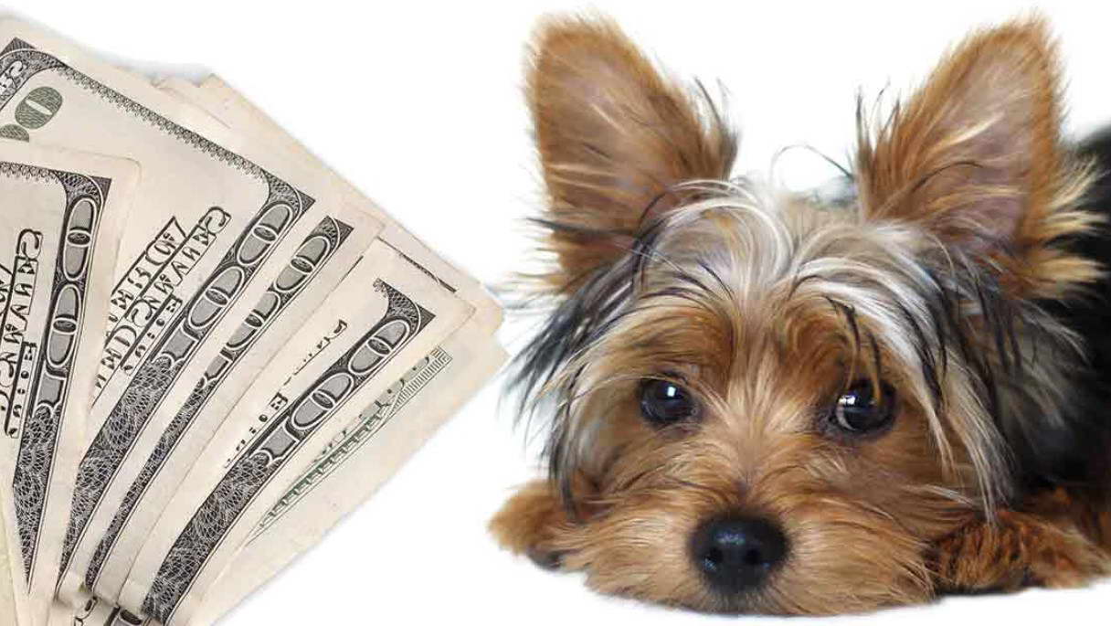 Average Price Of A Yorkshire Terrier Puppy