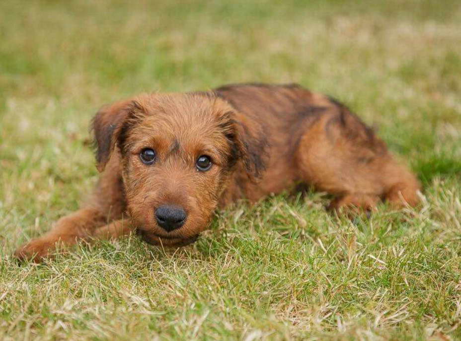 Baby Irish Terrier