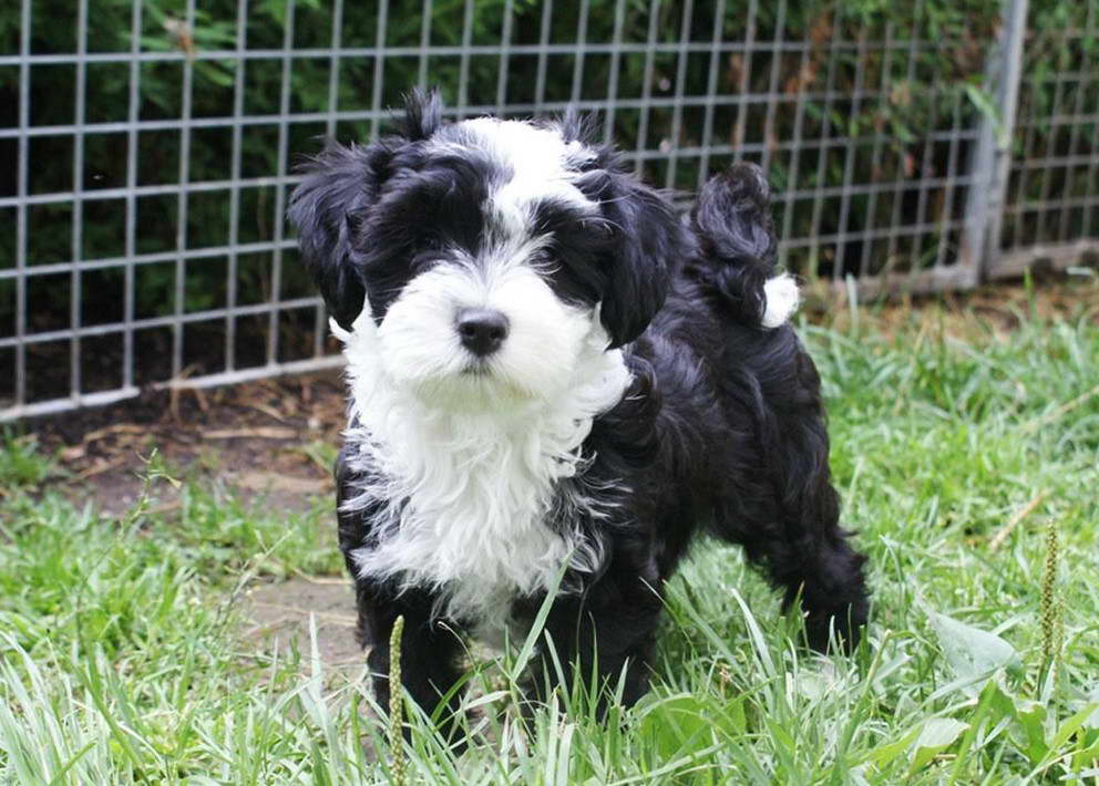 Baby Tibetan Terrier